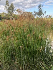 Machaerina articulata