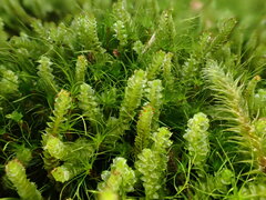 Anastrepta orcadensis