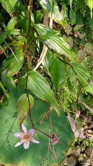 Tricyrtis