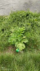 Heracleum sosnowskyi