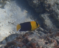Centropyge bicolor