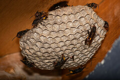 Polistes sagittarius