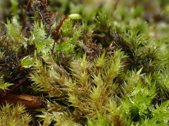 Sciuro-hypnum plumosum