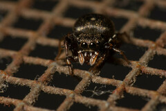 Harmochirus brachiatus