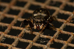 Harmochirus brachiatus