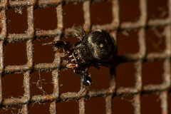 Harmochirus brachiatus