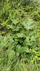 Heracleum sosnowskyi