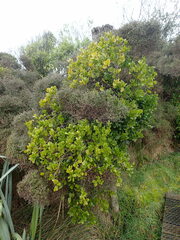 Ileostylus micranthus