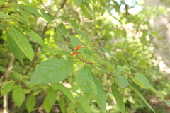 Hamelia patens