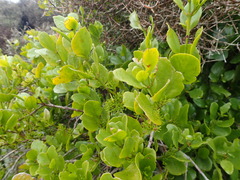 Ileostylus micranthus