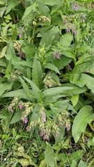 Symphytum officinale