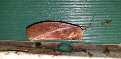 Cryptophasa rubescens