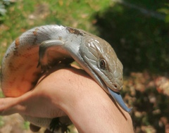 Tiliqua scincoides