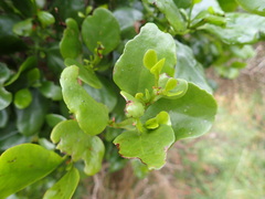 Ileostylus micranthus