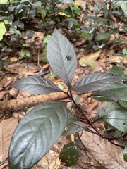 Alternanthera brasiliana