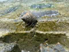 Clibanarius vittatus