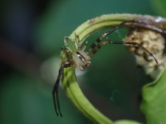 Sidymella rubrosignata