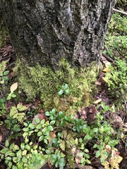 Homalothecium sericeum