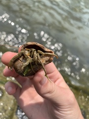 Clibanarius vittatus