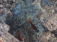 Entacmaea quadricolor