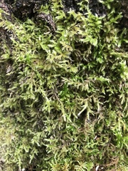 Homalothecium sericeum