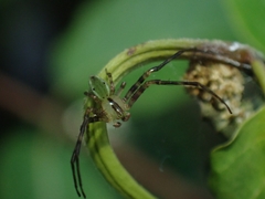 Sidymella rubrosignata