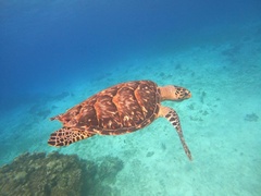 Eretmochelys imbricata