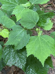 Triumfetta rhomboidea