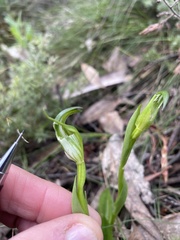 Pterostylis foliata