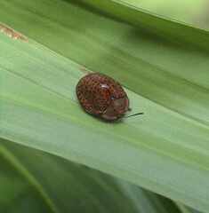 Chelymorpha variolosa