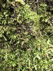 Homalothecium sericeum