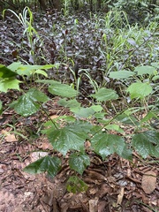 Triumfetta rhomboidea