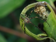 Sidymella rubrosignata
