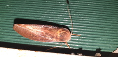 Cryptophasa rubescens