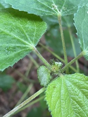 Triumfetta rhomboidea