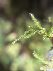 Homalothecium sericeum