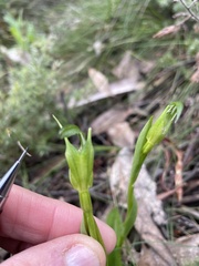 Pterostylis foliata