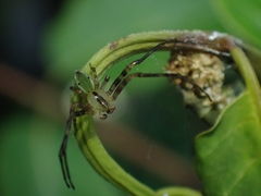 Sidymella rubrosignata
