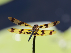 Rhyothemis graphiptera