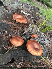 Gymnopilus