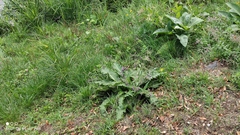 Symphytum officinale