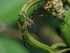 Sidymella rubrosignata