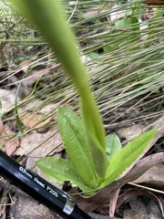Pterostylis foliata
