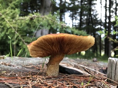 Gymnopilus