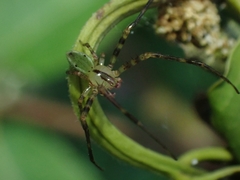 Sidymella rubrosignata