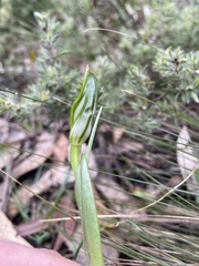 Pterostylis foliata