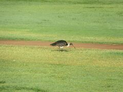 Threskiornis spinicollis