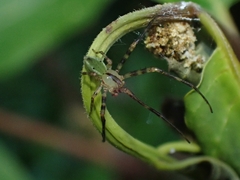 Sidymella rubrosignata