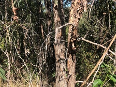 Corymbia tessellaris