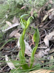 Pterostylis foliata